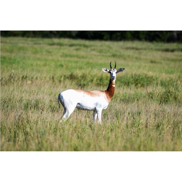 0.1 Dama Gazelle
