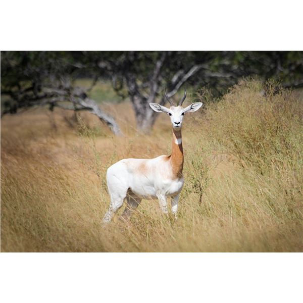 0.1 Dama Gazelle
