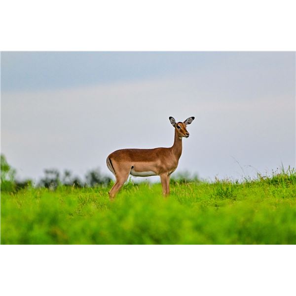 0.2 Impala