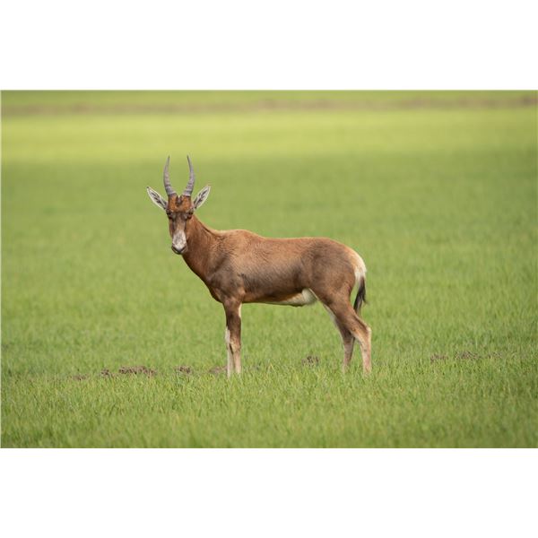 2.0 Blesbok