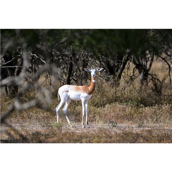 0.1 Dama Gazelle