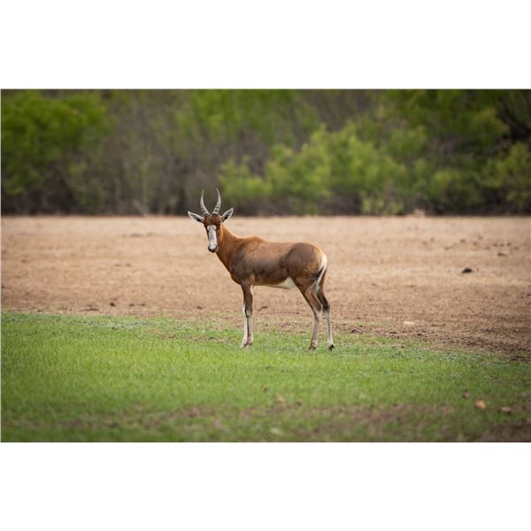 1.0 Blesbok