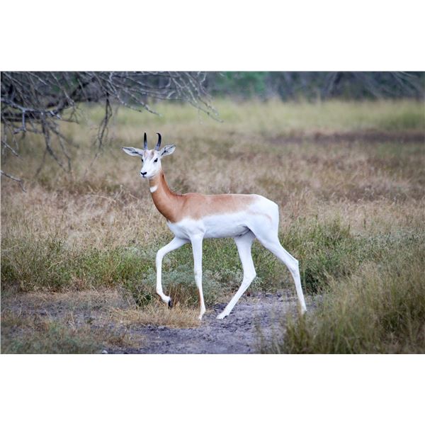 2.0 Dama Gazelle