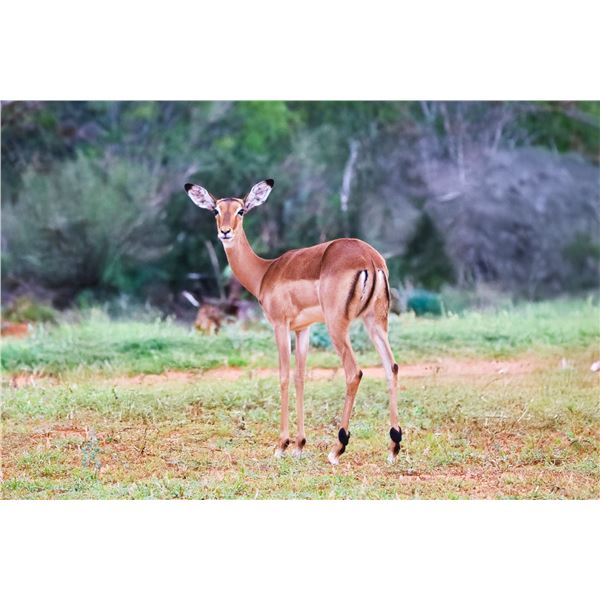 0.2 Impala