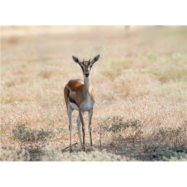 0.2 Thomson's Gazelle
