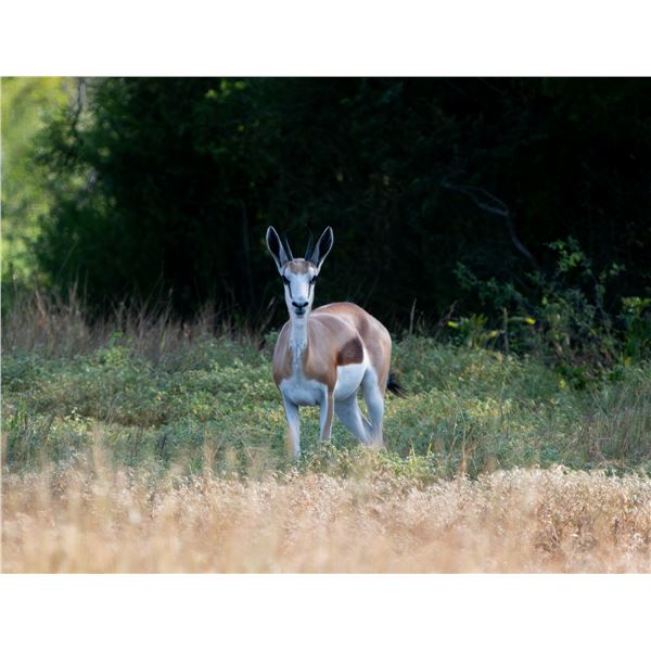 0.2 Springbok