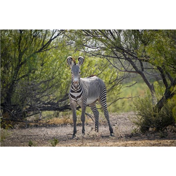 1.0 Grevy's Zebra