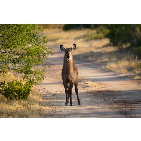 0.2 Waterbuck