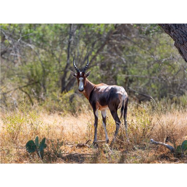 1.0 Blesbok