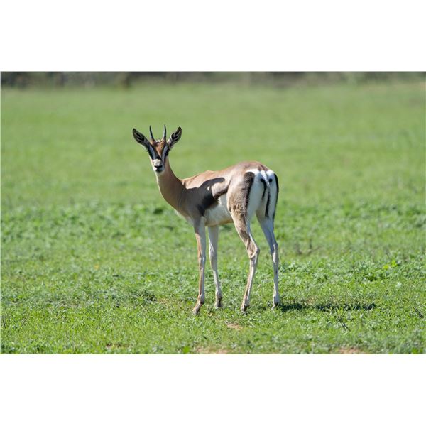 0.2 Yearling Grant's Gazelle