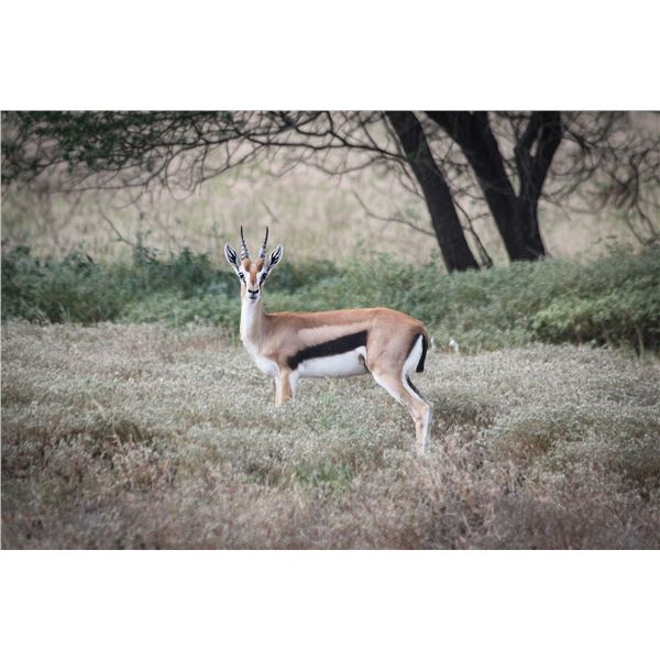 1.0 Thomson's Gazelle