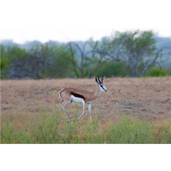 1.0 Springbok