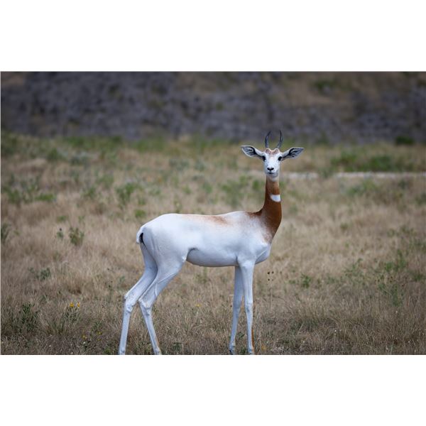 0.1 Dama Gazelle