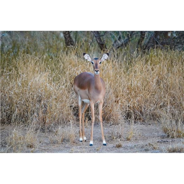 0.1 Mature Impala