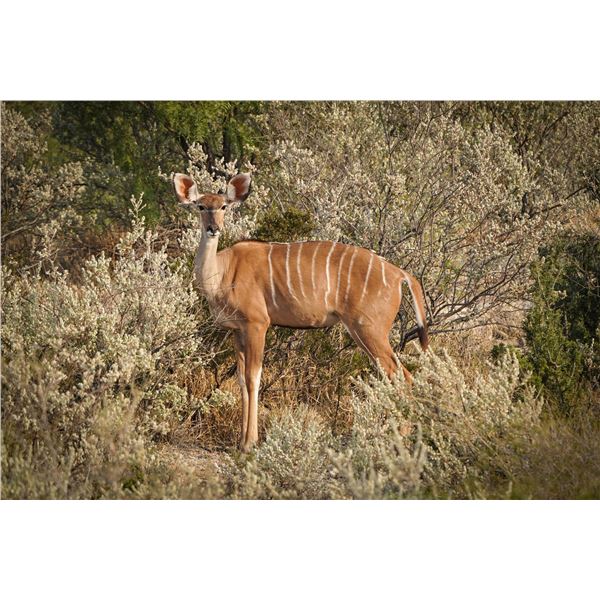 0.1 Kudu