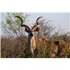 Image 2 : 0.1 Kudu Sired by Nomad