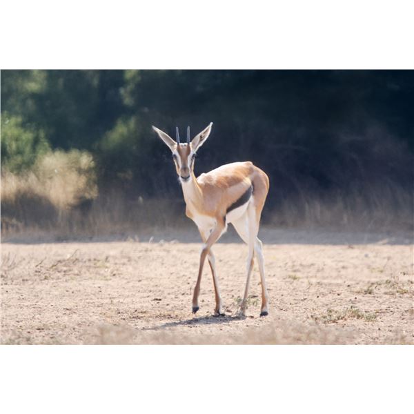 0.2 Thomson's Gazelle