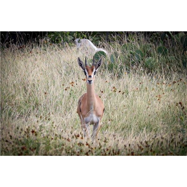 1.0 Yearling Grant's Gazelle
