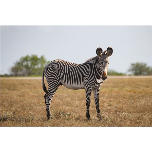 1.0 Grevy's Zebra