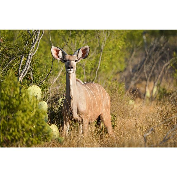 1.0 Kudu