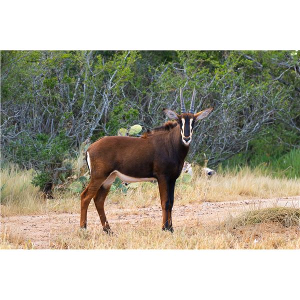 1.0 Sable