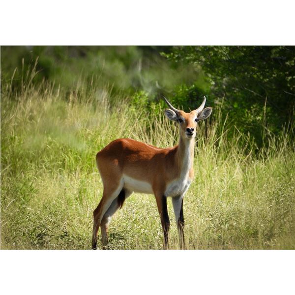 1.0 Red Lechwe