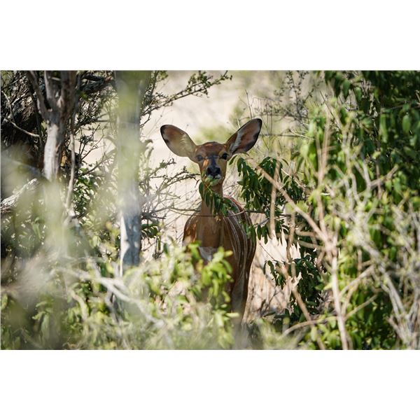0.1 Yearling Nyala
