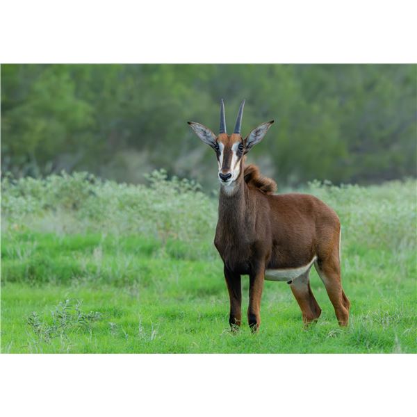 Legacy Force: 1.0 Sable Sired by Spear
