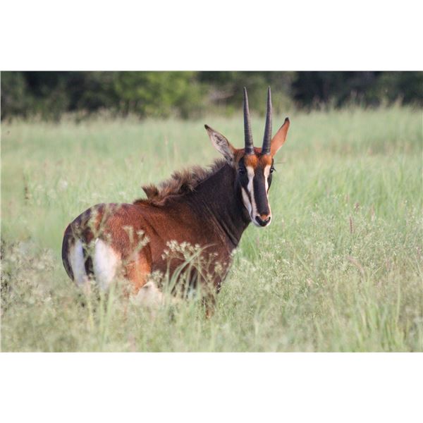 Legacy Force: 1.0 Sable Sired by Apollo