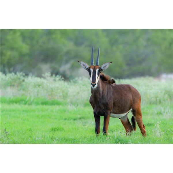 Legacy Force: 1.0 Sable sired by Spear
