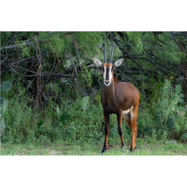 Legacy Force: 1.0 Sable sired by Spear