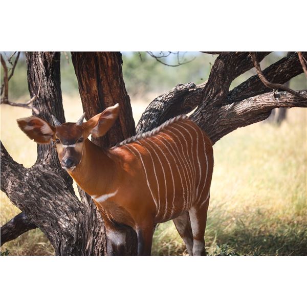 Legacy Force: 1.0 Bongo sired by Rainmaker