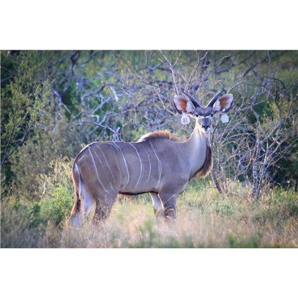 Legacy Force: 1.0 Kudu sired by Titan