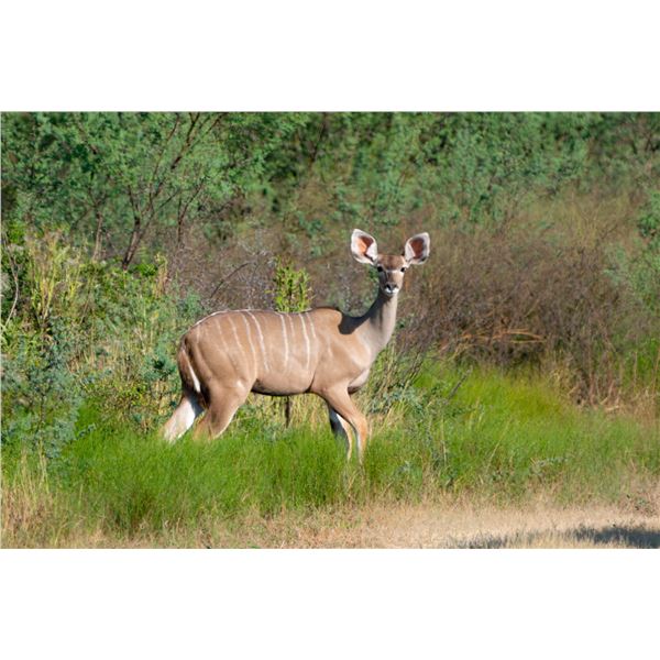 Legacy Force: 0.1 Kudu sired by Titan