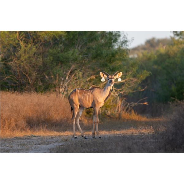 Legacy Force: 1.0 Kudu sired by Titan