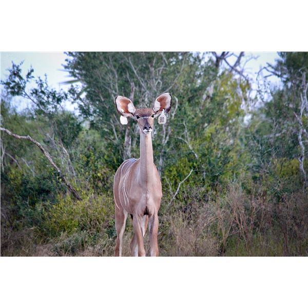 Legacy Force: 0.1 Kudu sired by Titan