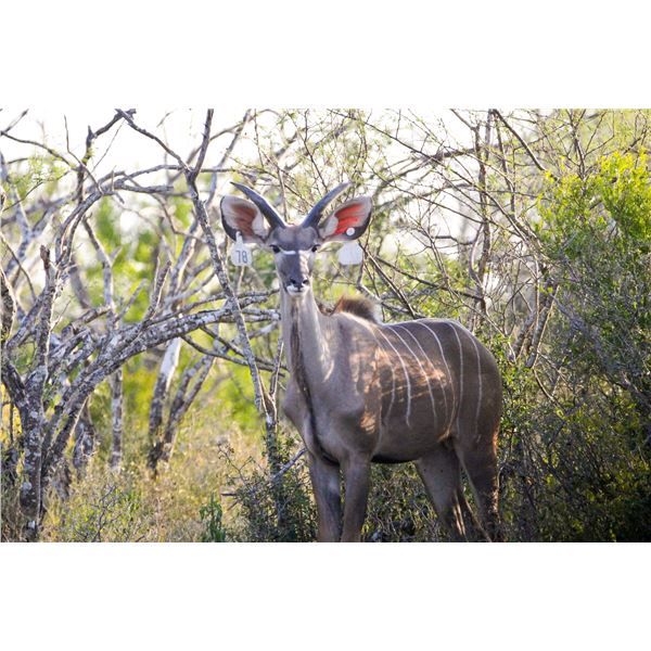 Legacy Force: 1.0 Kudu sired by Titan