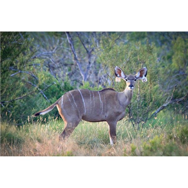 Legacy Force: 0.1 Kudu sired by Titan