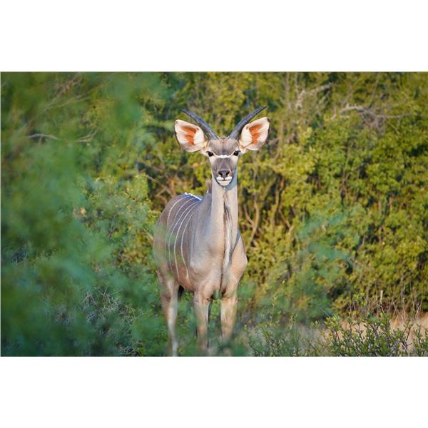 Legacy Force: 1.0 Kudu sired by Dually
