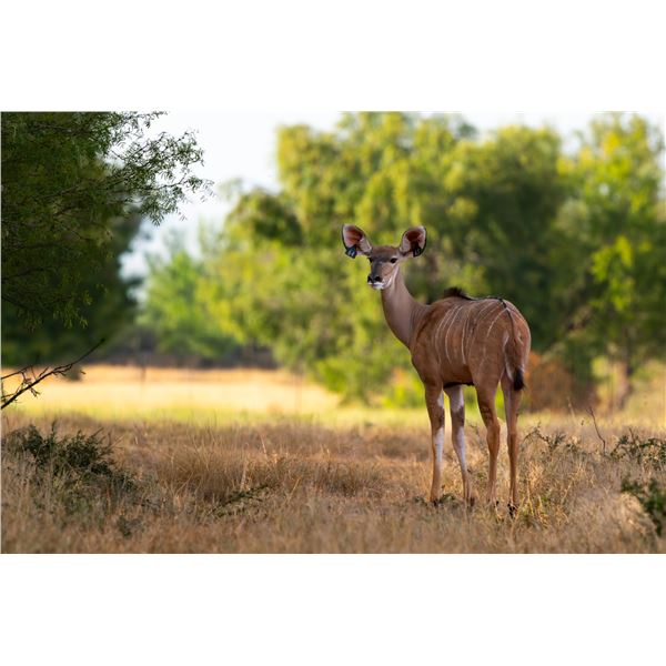 Legacy Force: 0.1 Kudu sired by Twister