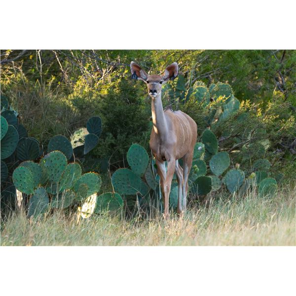 Legacy Force: 0.1 Kudu sired by Twister