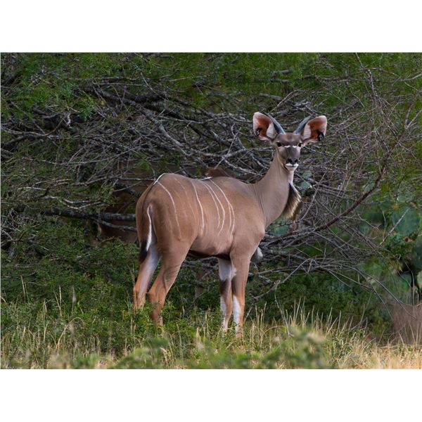 Legacy Force: 1.0 Kudu sired by Twister