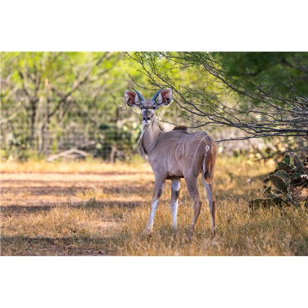 Legacy Force: 1.0 Kudu sired by Twister
