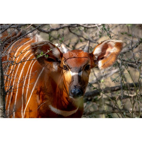 0.1 Bongo