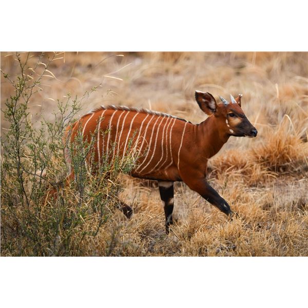 0.1 Bongo