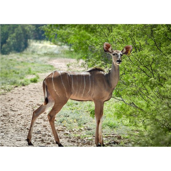 Legacy Force: 0.1 Kudu sired by Double Take