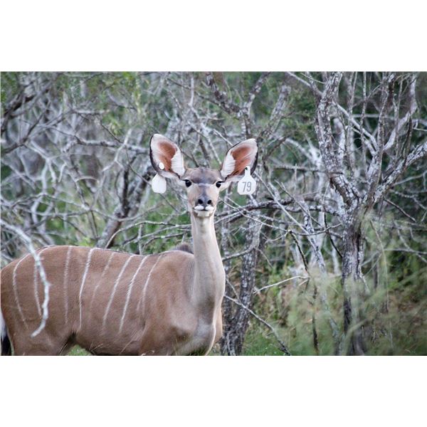 Legacy Force: 0.1 Kudu sired by Titan & Granddaughter of Double Wide