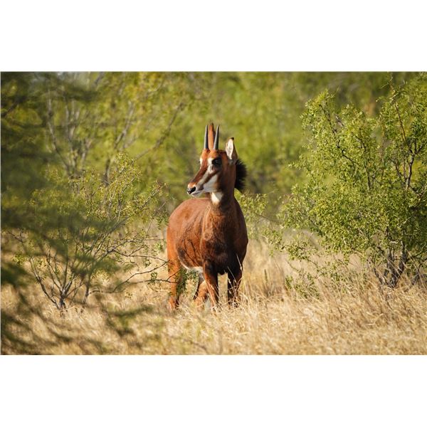 Legacy Force: 0.1 Sable sired by Cool Hand Luke