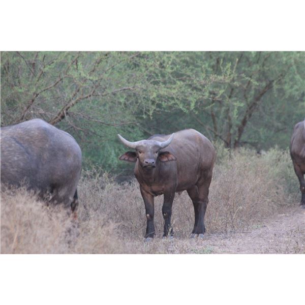 Legacy Force: 1.0 Cape Buffalo sired by Titus