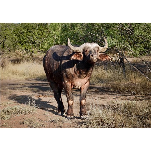 Legacy Force: 1.0 Cape Buffalo sired by Kgosi